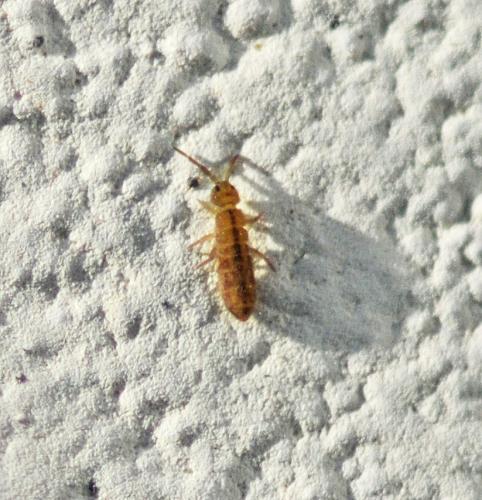 Réf. 316 867 : Isotomurus palustris